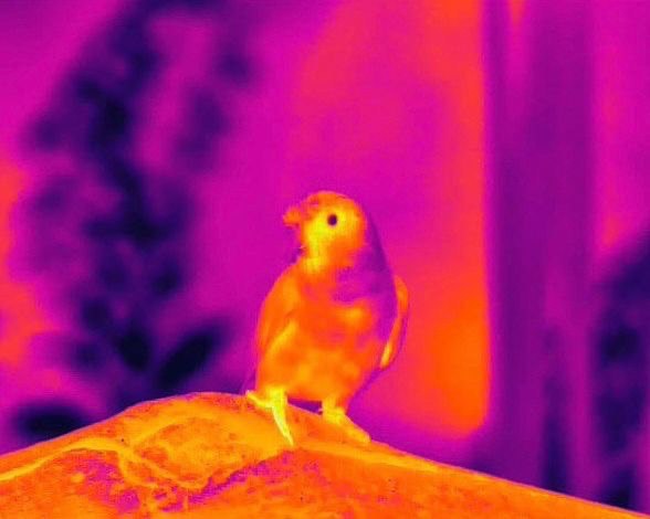 Тепловизионный бинокуляр Guide TN430